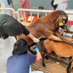 Kejayaan pertama prosedur IVF baka Barbados Blackbelly